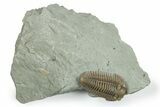 Prone, Inflated Flexicalymene Trilobite - Indiana #270390-1